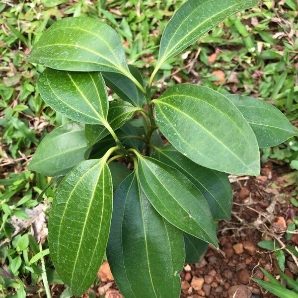 Cinnamomum verum ᱥᱟᱠᱟᱢ