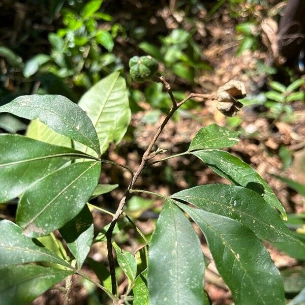 Galipea jasminiflora Frunză