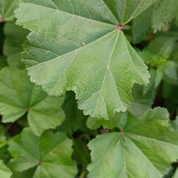 Malva parviflora Folha