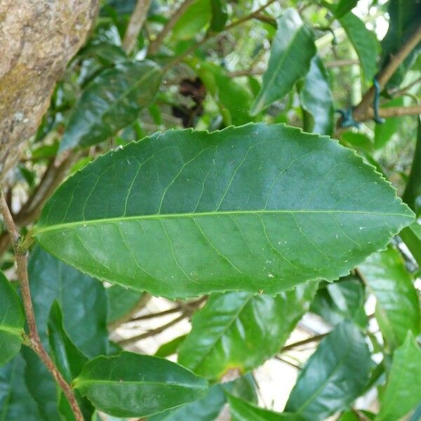 Camellia sinensis Leaf