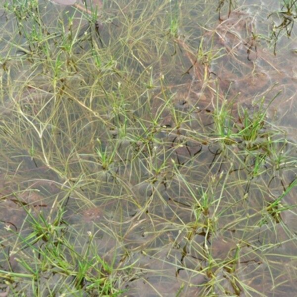 Isolepis fluitans Συνήθη χαρακτηριστικά