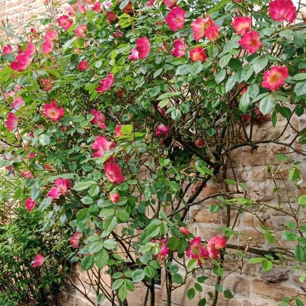 Rosa pendulina Συνήθη χαρακτηριστικά