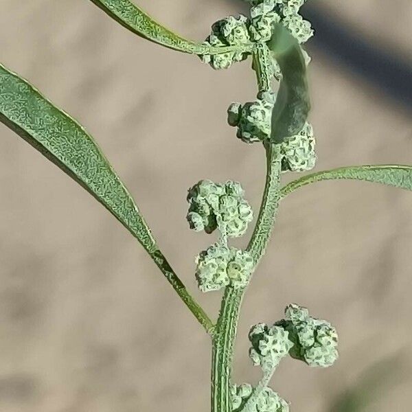 Chenopodium ficifolium Blomst