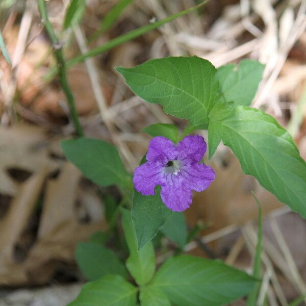 Ruellia strepens Blomst