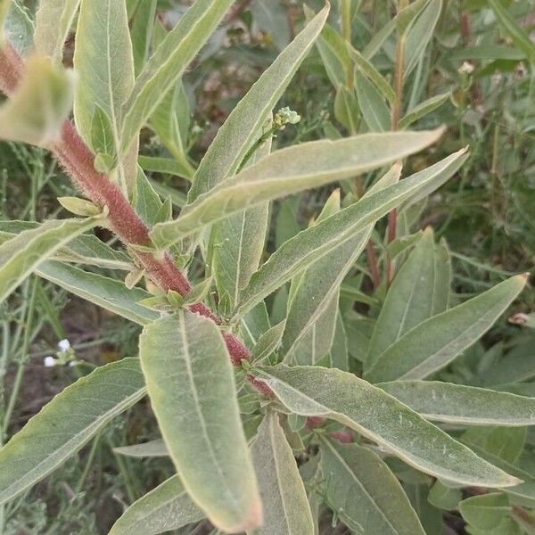 Oenothera villosa Foglia