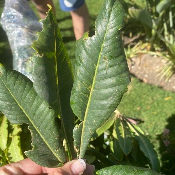 Ficus pseudopalma Leaf