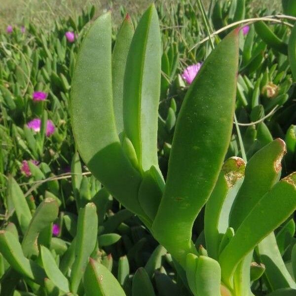 Carpobrotus aequilaterus Лист