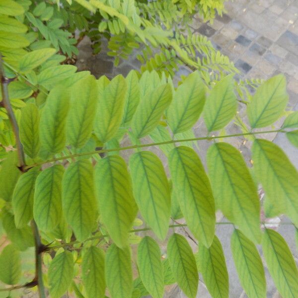 Robinia pseudoacacia Blad