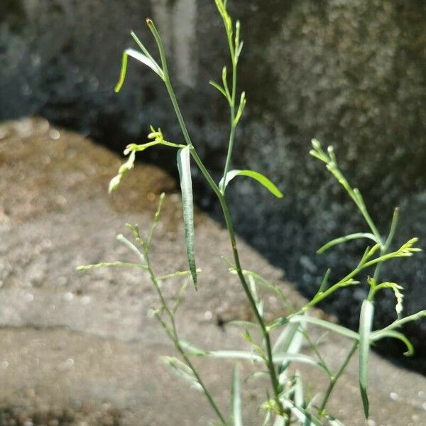 Lepidium sativum Blatt