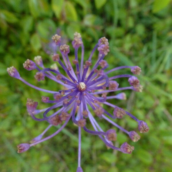 Muscari comosum Cvet