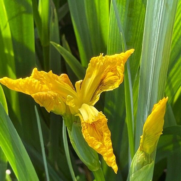 Iris pseudacorus Kwiat