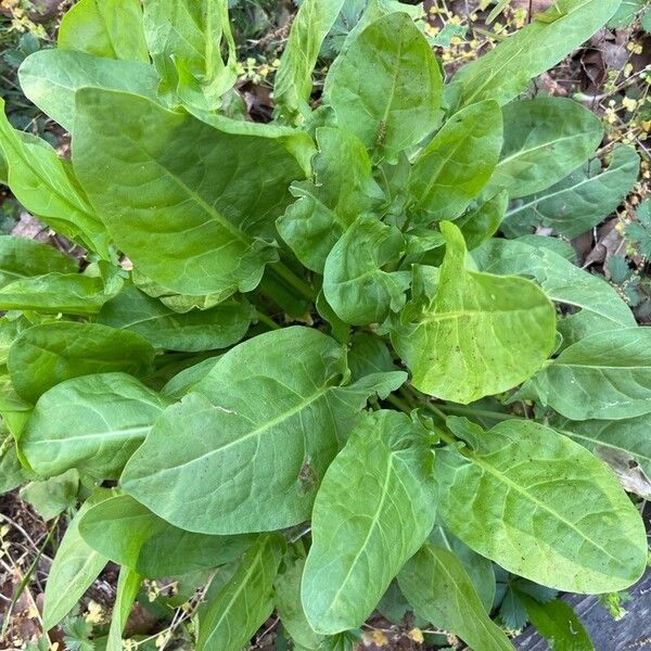 Rumex acetosa List