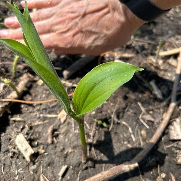 Polygonatum latifolium 葉