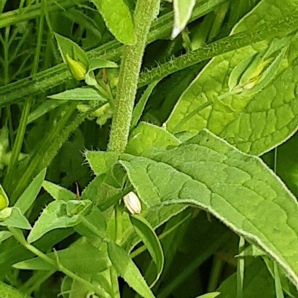 Cynoglossum amabile Fulla