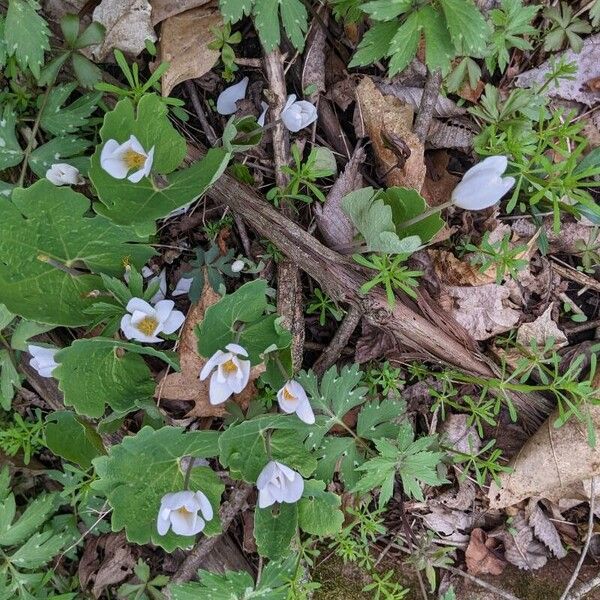 Sanguinaria canadensis Flor