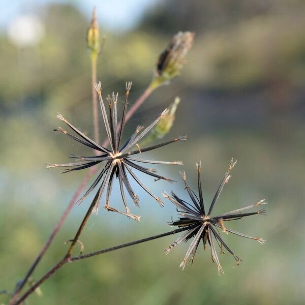 Bidens subalternans Fruit