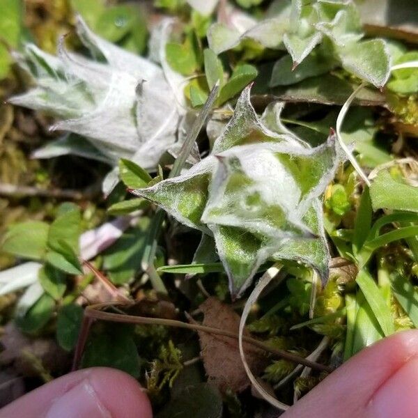 Salvia aethiopis Leaf