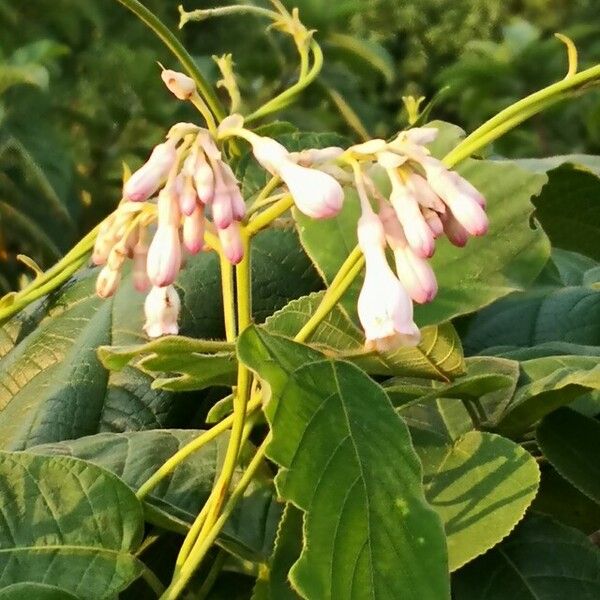 Amalocalyx microlobus Fulla