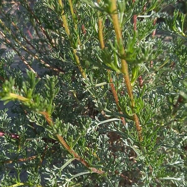 Artemisia campestris Liść