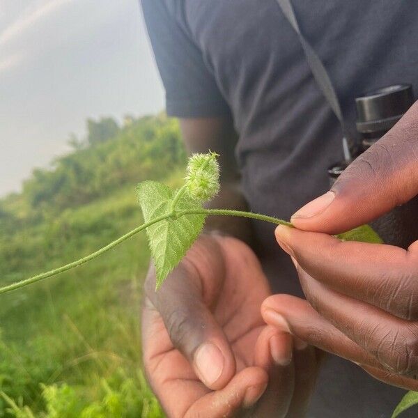 Tragia cordata Leaf