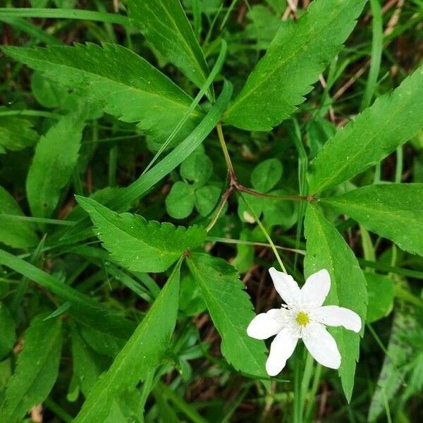 Anemone trifolia পাতা