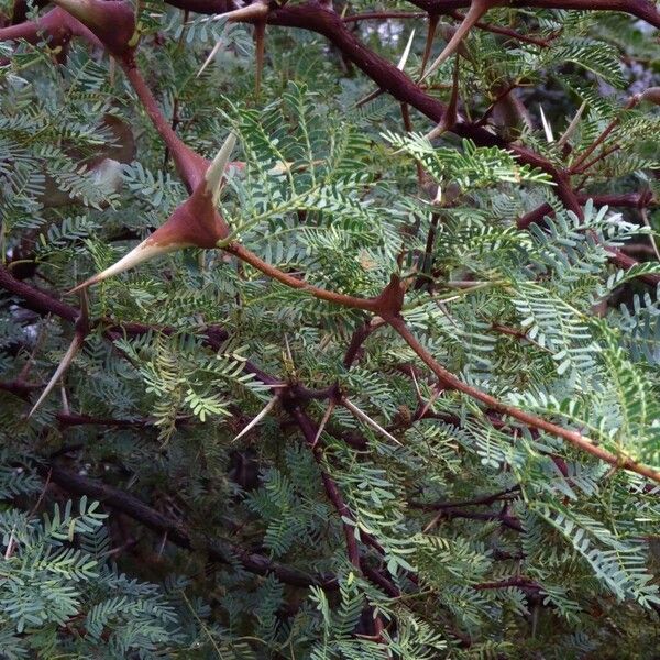 Vachellia erioloba 形態