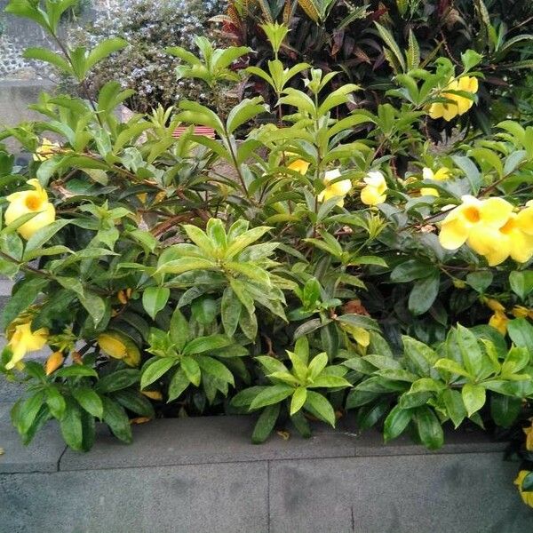 Allamanda cathartica Характер