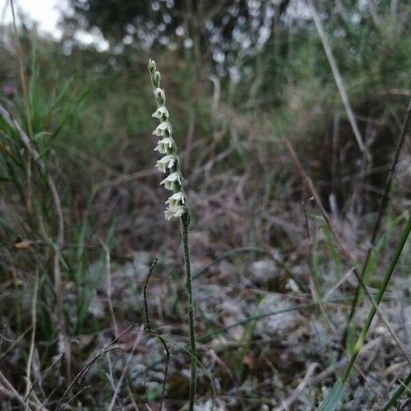 Spiranthes spiralis Кветка