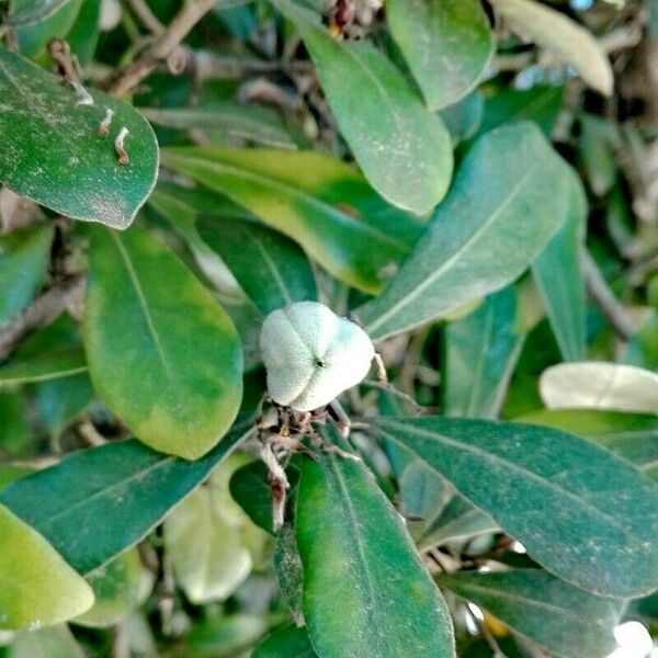 Pittosporum crassifolium Fruit