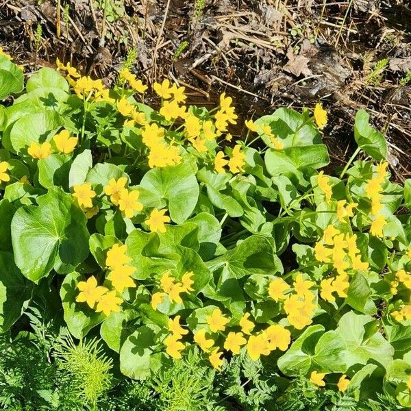 Caltha palustris Blomma