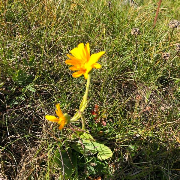 Arnica montana Blodyn