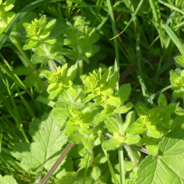 Cruciata pedemontana Blad