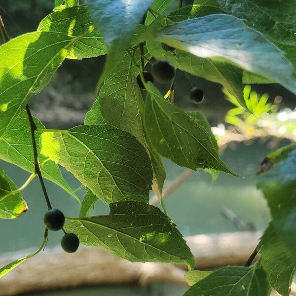 Celtis laevigata Fruchs