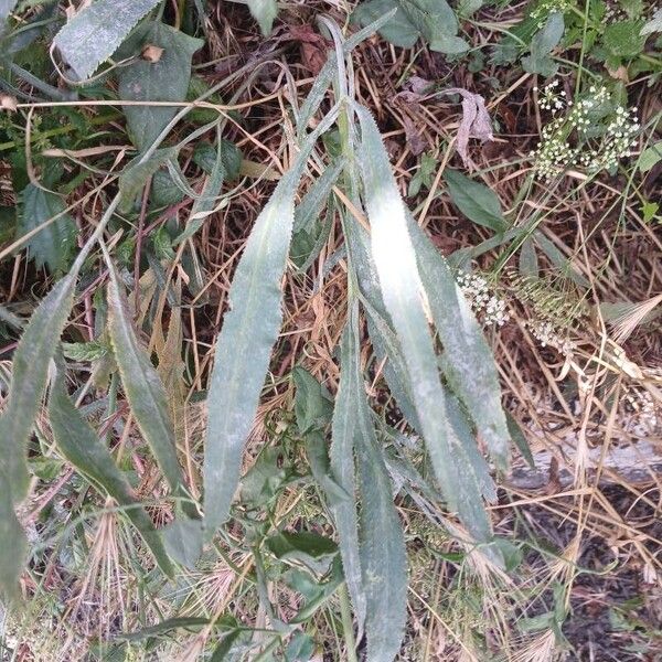 Falcaria vulgaris Leaf