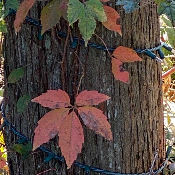 Parthenocissus quinquefolia Leaf