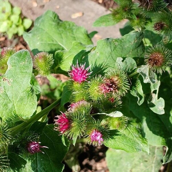 Arctium minus Flor