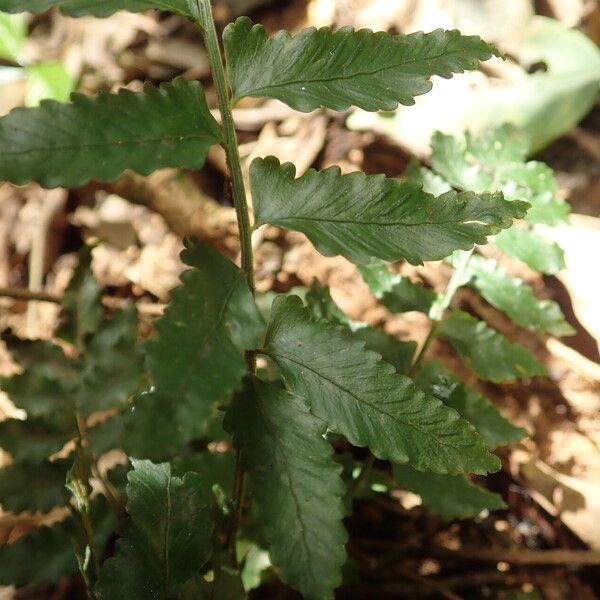 Asplenium macrophlebium Blad