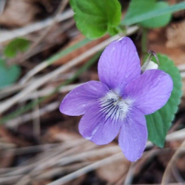 Viola riviniana Flor