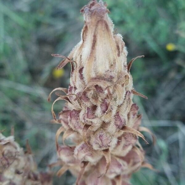 Orobanche rapum-genistae Blüte