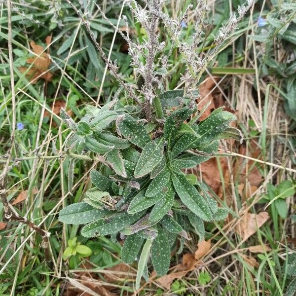 Echium italicum Leht