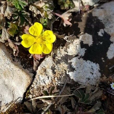 Potentilla pedata 花