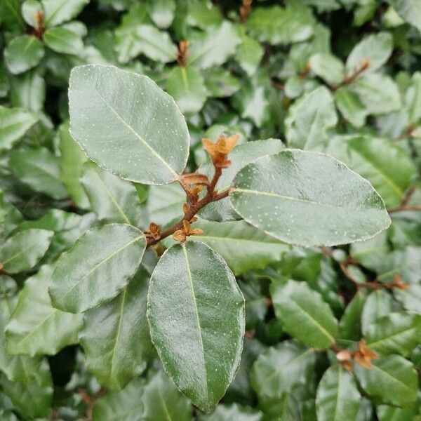 Elaeagnus × submacrophylla Leaf