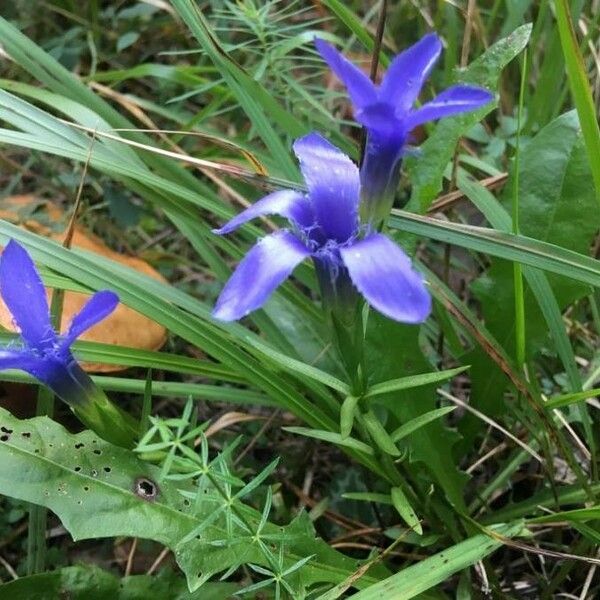 Gentianopsis ciliata Flor