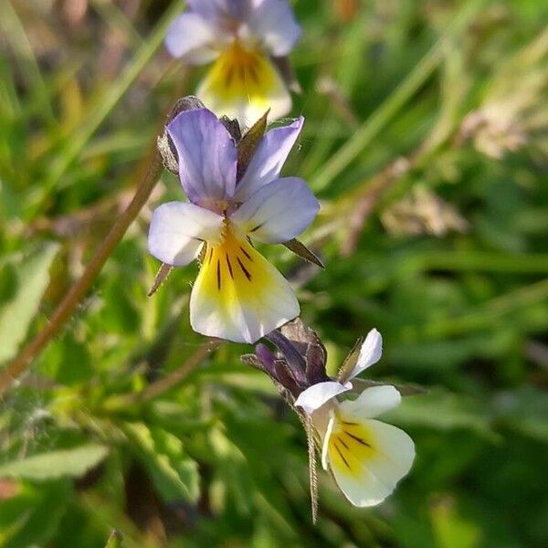 Viola arvensis Květ