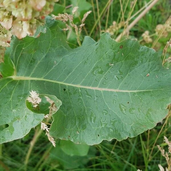 Rumex aquaticus List