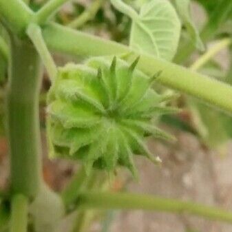 Abutilon theophrasti Fruit