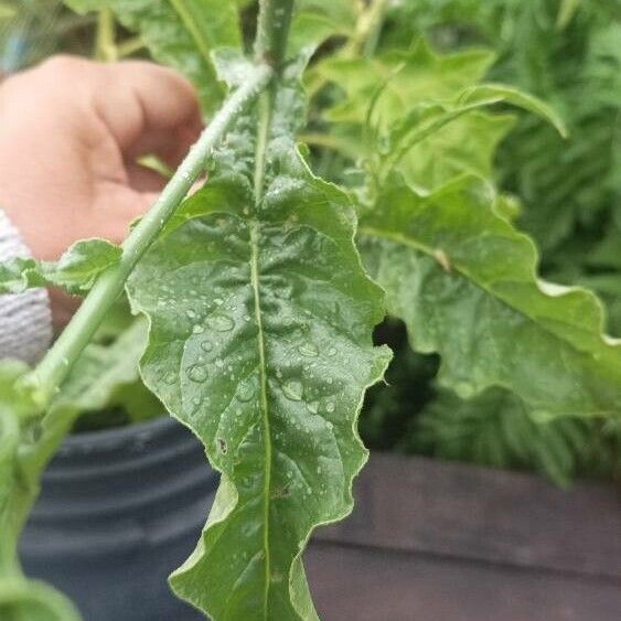 Nicotiana alata Leaf
