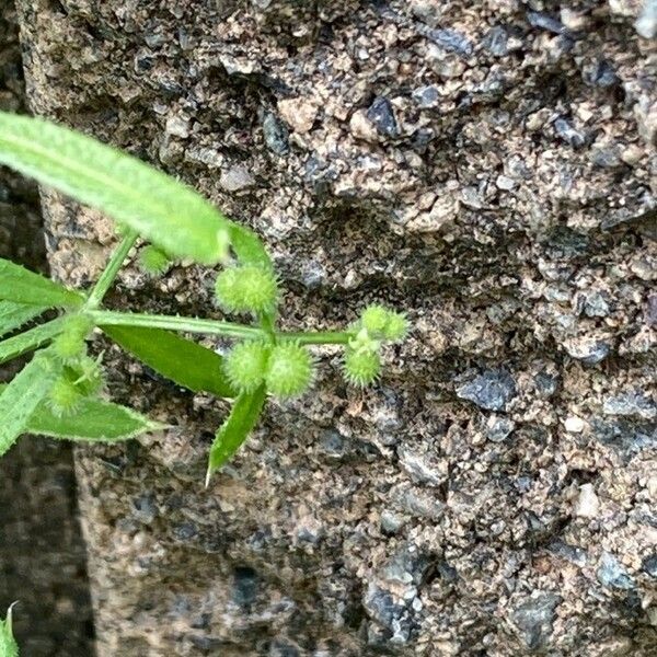 Galium spurium Fruto