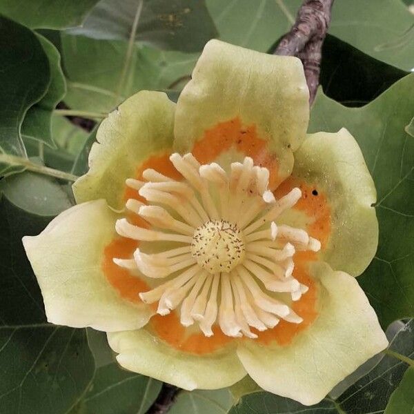 Liriodendron tulipifera Λουλούδι