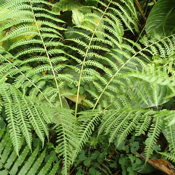 Pteris tripartita Hostoa